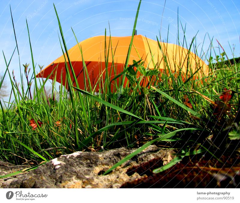 Unbekanntes Flugobjekt Cloppenburg Regenschirm Sonnenschirm Unwetter Wolken Gras Halm Wiese Sommer Feld grün Frühling Blumenwiese Umwelt sommerlich Pflanze