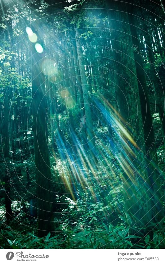 Der Wald strahlt! Umwelt Natur Landschaft Pflanze Urelemente Luft Sonne Sonnenlicht Schönes Wetter Baum Sträucher Farn Urwald Japan Asien Honshu leuchten