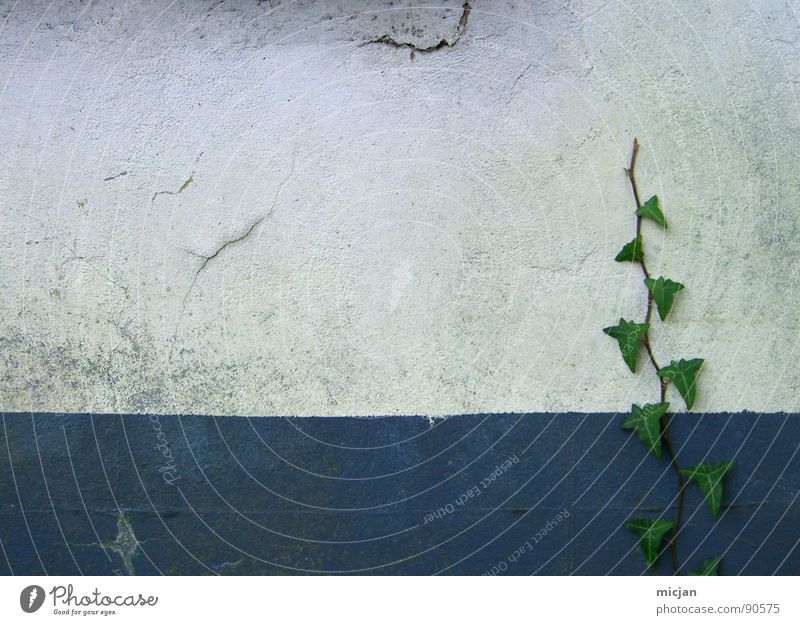 MauerLove Efeu Pflanze grün weiß Wand gemalt Wachstum Linearität graphisch gezeichnet Stengel Blatt Strukturen & Formen Platz Haus Gebäude Ranke verfallen