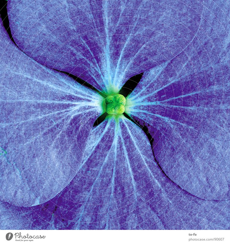 blau Frühling Blüte Blume Blütenblatt Makroaufnahme Nahaufnahme in voller blüte vergrößert Pollen Detailaufnahme Lupe