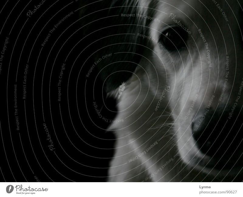 Hundeweisheit ruhig Freundschaft Auge Nase Tier Fell Haustier schwarz weiß Schnauze besinnlich Hängeohr Schwarzweißfoto