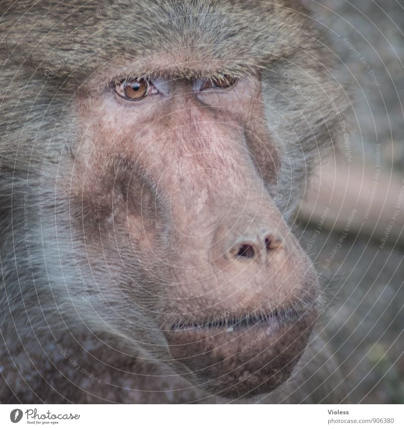 hmmm, lass mich nachdenken Tiergesicht Zoo beobachten bedrohlich braun Affen Menschenaffen Pavian Starrer Blick Tierporträt Blick in die Kamera