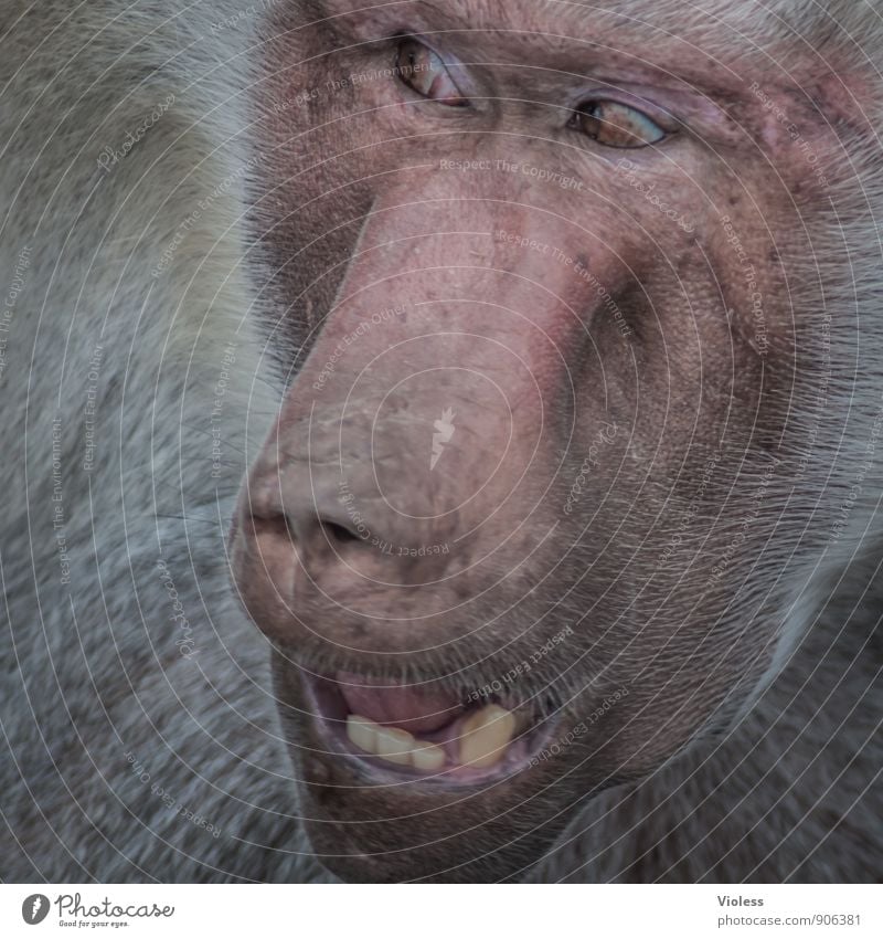 wer? der da hinten? Tier Zoo 1 beobachten Pavian Gesichtsausdruck Kopf Affen Menschenaffen Tierporträt Blick nach hinten
