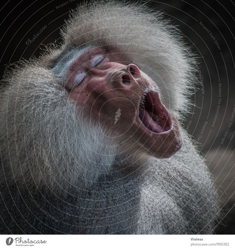 müde ... Wildtier Tiergesicht Zoo Coolness Pavian Affen Müdigkeit Tierporträt
