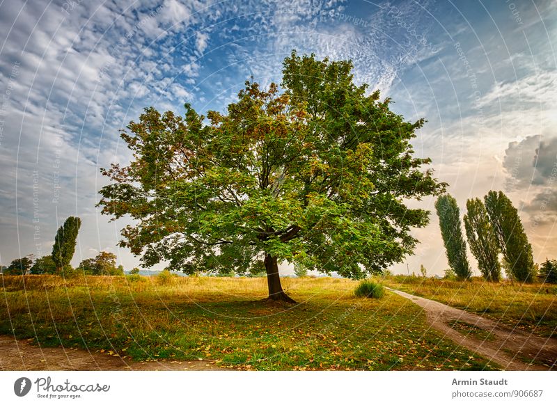 HDR - Baum - Landschaft Natur Himmel Sonnenaufgang Sonnenuntergang Sommer Herbst Schönes Wetter Ahorn Pappeln Park Wiese Wege & Pfade Wachstum ästhetisch