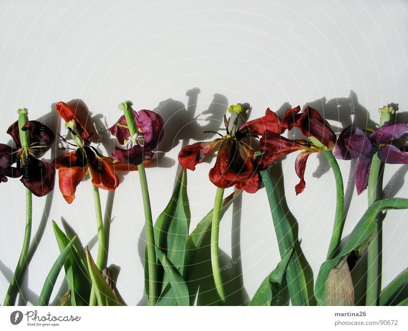 Der Tod steht ihnen gut Blume Tulpe Blüte Blütenblatt Stengel Schatten rot Verfall mehrfarbig Pflanze Trauer vergangen fade Blues Frühling Vergänglichkeit