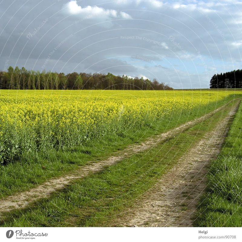 ländliche Landschaft mit Rapsfeld, Feldweg und Bäumen im Hintergrund bei bewölktem Himmel Farbfoto mehrfarbig Außenaufnahme Menschenleer Textfreiraum oben Tag