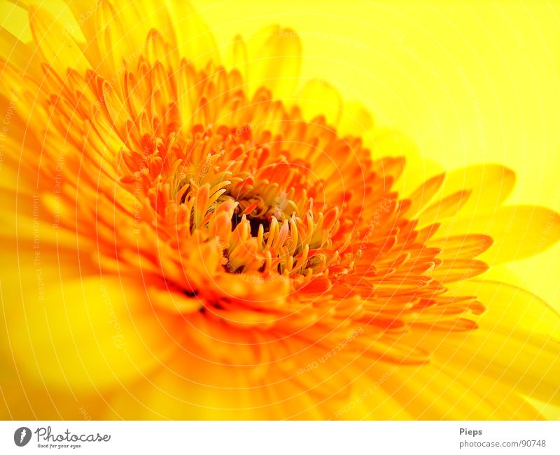 Gelbe Gerbera Farbfoto Innenaufnahme Makroaufnahme Hintergrund neutral Sommer Natur Pflanze Blume Blüte Blühend gelb Vergänglichkeit Blütenblatt orange