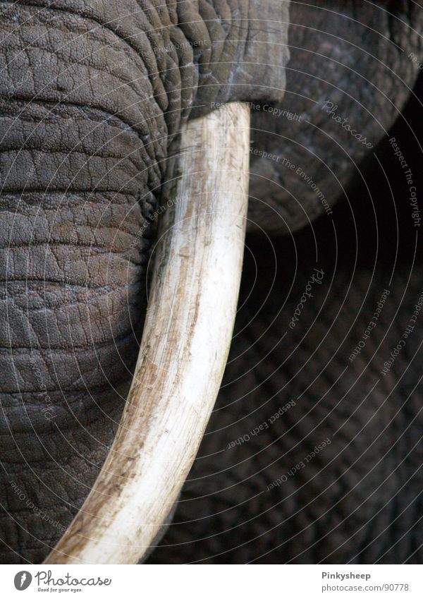 Grauer Riese ruhig Zirkus Zoo Tier Leder Wildtier Tiergesicht Elefantenhaut Elfenbein Stoßzähne 1 Traurigkeit bedrohlich groß grau weiß Trauer Rüssel Säugetier