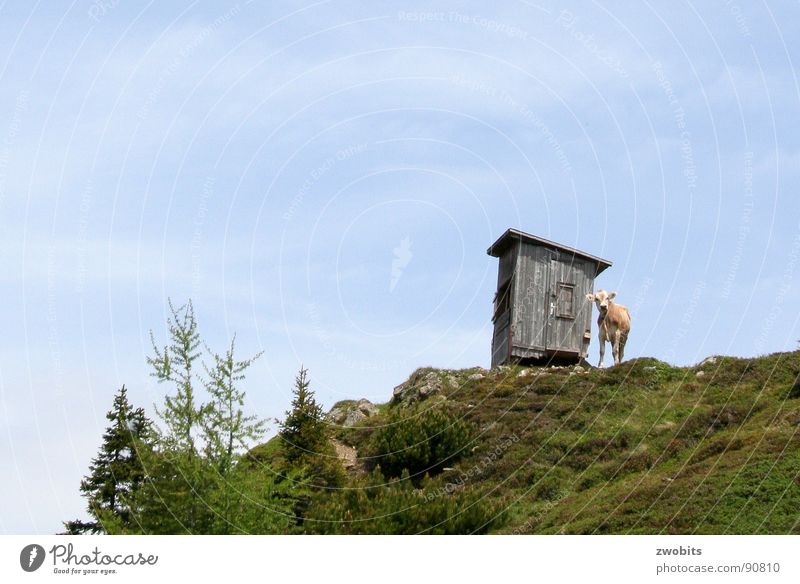 Hier regier ich! II Hochmut Bergbewohner Österreicher Kuh Sommer Froschperspektive Haus alpin Wiese Berge u. Gebirge Hütte Himmel Stolz Alpen Natur blau