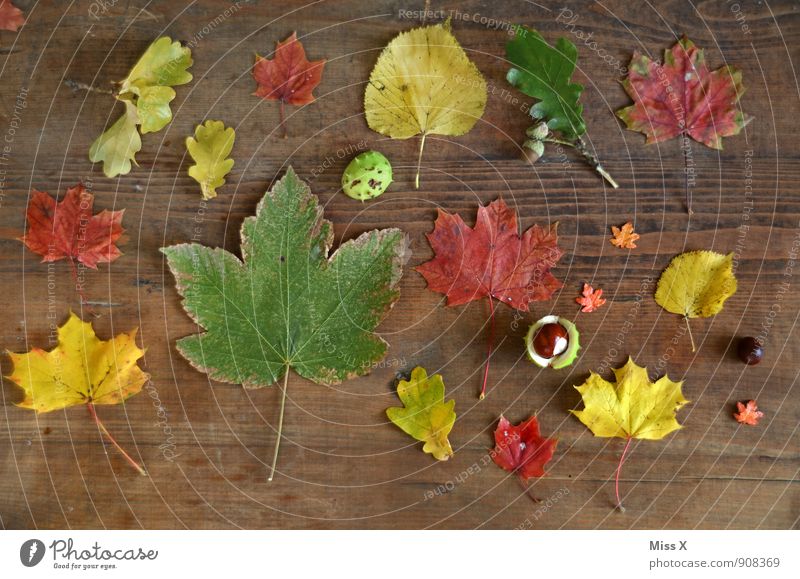 Sammlung Freizeit & Hobby Spielen Dekoration & Verzierung Natur Herbst Blatt Spielzeug Holz mehrfarbig Bastelmaterial Herbstlaub Anhäufung Kastanie Ahornblatt