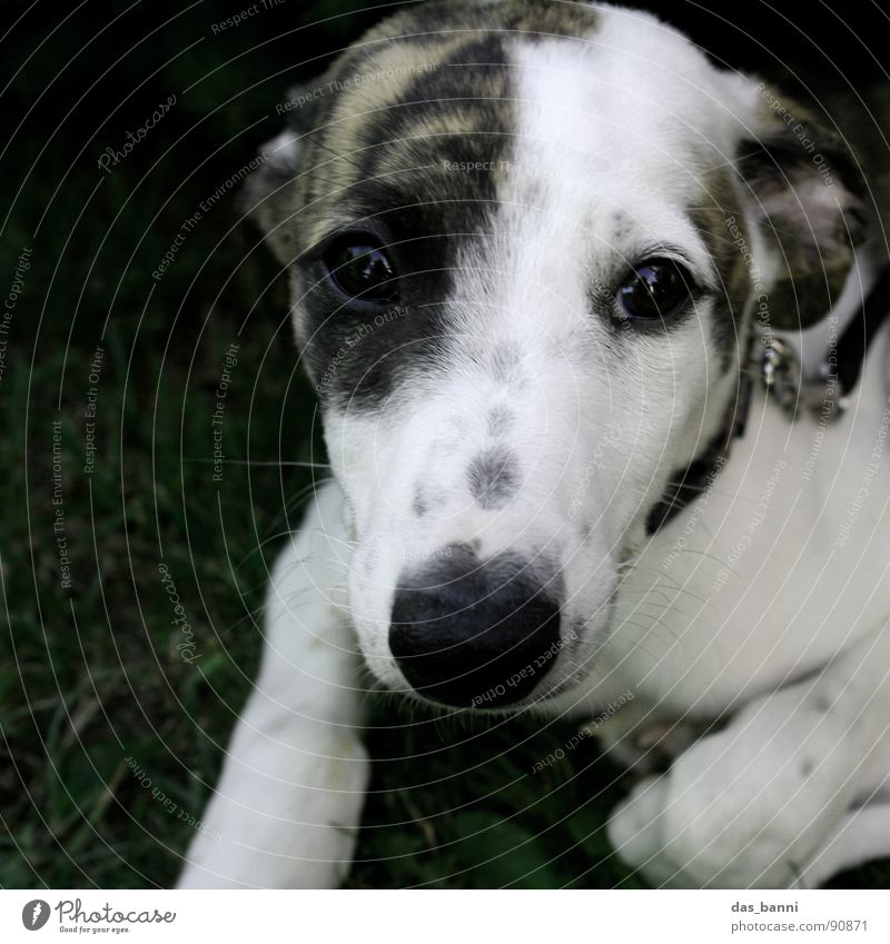 bitte, bitte, bitte Windhund Welpe Hundeschnauze Hundeblick Blick in die Kamera Tiergesicht Tierporträt niedlich Hundeauge