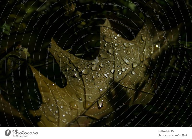 mir ist kalt Blatt Nacht Nachtaufnahme Makroaufnahme Nahaufnahme Herbst Wetter Wassertropfen Strukturen & Formen