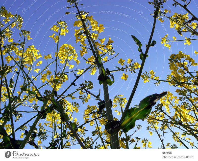 Rapsriesen Rapsfeld gelb Froschperspektive Blüte Feld Sommer Umwelt Frühling Stengel Pflanze Erdöl Energiewirtschaft Blühend Bioprodukte