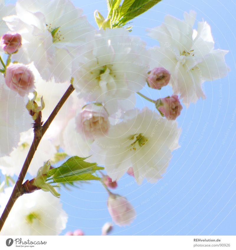 blütentraumbaum Blüte Frühling rosa weiß Wachstum sprießen mehrere grün strahlend Frühlingsgefühle Sonne grell frisch zart Arbeitsweg Park Obstbaum schön Garten