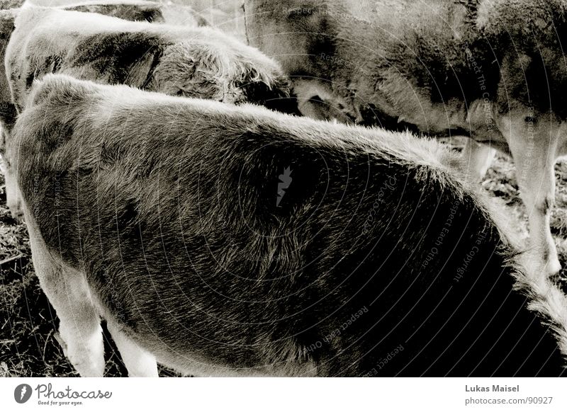 Tier ohne Grenzen: Die Kuh Fell Bulle Bauernhof Borsten Gras Wiese füttern kopflos muhen Säugetier Weide Schwarzweißfoto Fellmuster
