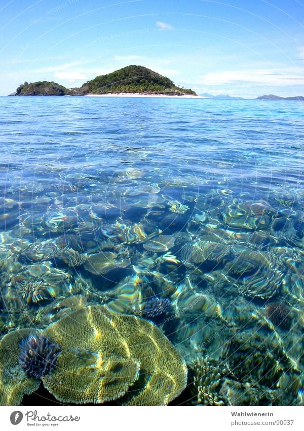 Waterworld Meer Ferien & Urlaub & Reisen Korallen Fidschiinseln tauchen Insel Wasser Matamanoa Island Unterwasseraufnahme