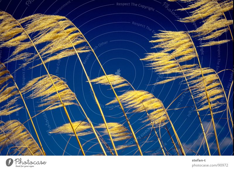 wind Neuseeland Gras verweht Halm gelb Stimmung blau diagonal Faser fadenförmig Physik trocken Sommer präriegras orange Kontrast Wind wehen stilisiert ruhig