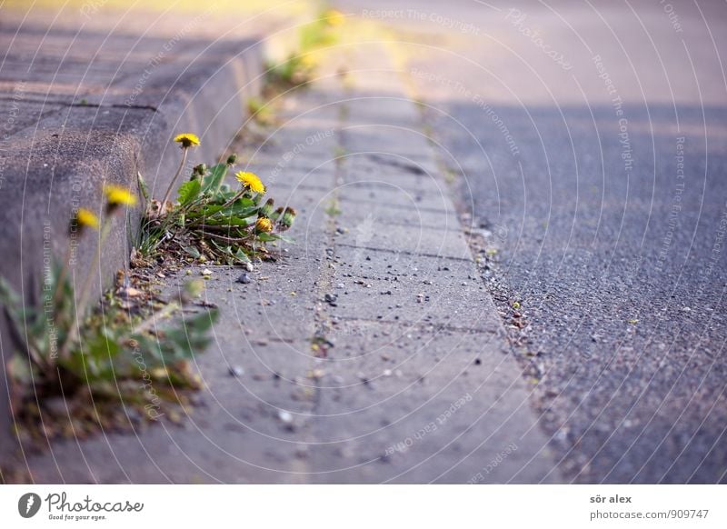 Straßengrün Natur Pflanze Blume Blatt Blüte Löwenzahn Kleinstadt Stadt Wachstum gelb grau Ausdauer standhaft Klima Kraft Leben Lebensfreude nachhaltig