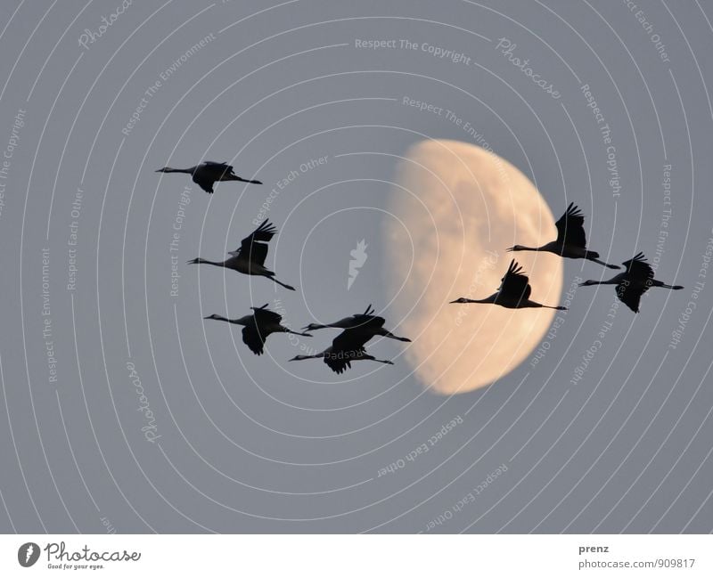 Acht Umwelt Natur Tier Mond Herbst Wildtier Vogel Tiergruppe Schwarm grau schwarz Kranich fliegen fliegend 8 Storchendorf Linum Farbfoto Außenaufnahme