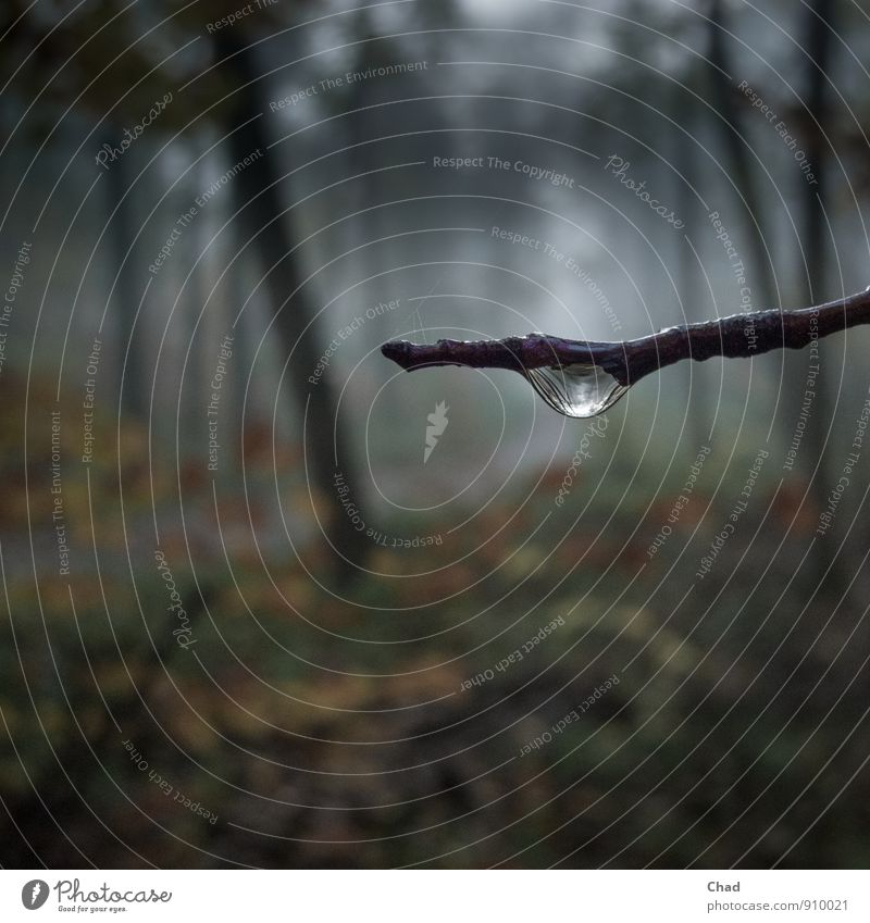 Tau Tropfen Ausflug wandern Umwelt Natur Pflanze Wasser Wassertropfen Herbst schlechtes Wetter Nebel Baum "Zweig," Ast Knospe Wald beobachten dunkel Flüssigkeit
