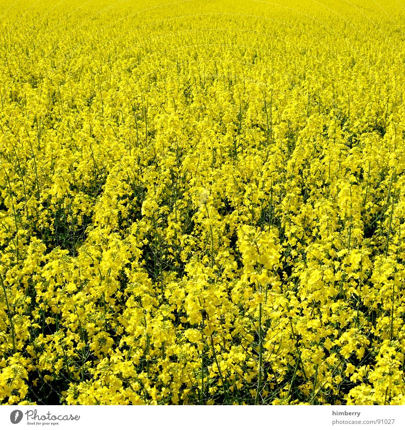 go yellow Raps Pflanze Benzin Diesel Biodiesel Feld Blüte gelb Landwirtschaft Frühling Bioprodukte Natur Erdöl