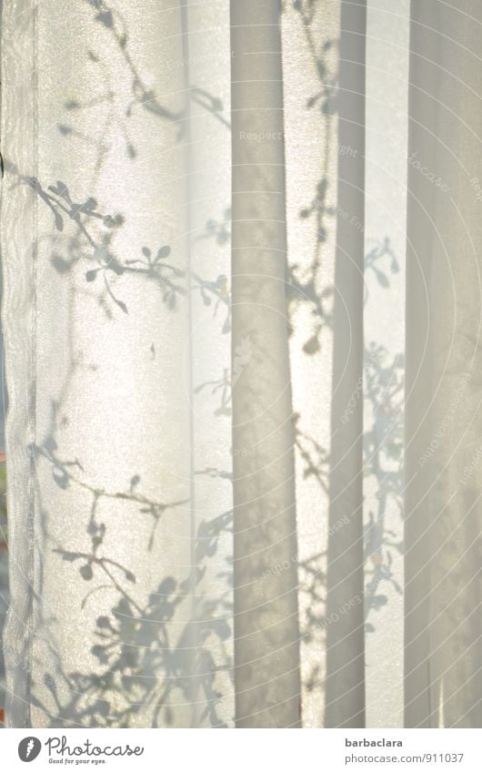 verborgen Wohnung Raum Gardine Vorhang Pflanze Ranke Topfpflanze Fenster Textilien Linie Faltenwurf Wachstum außergewöhnlich hell grau weiß Stimmung