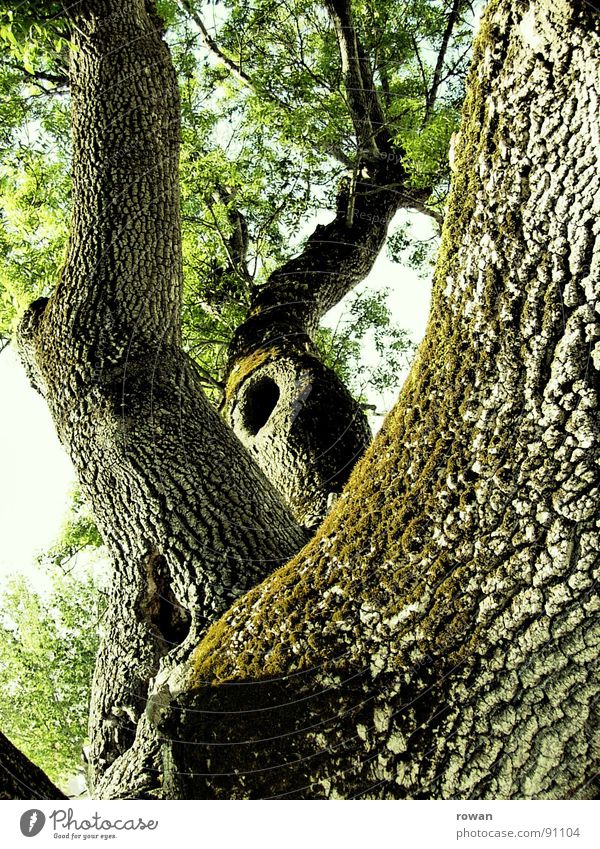 kletterbaum Baum Baumrinde Geäst Baumkrone Blatt grün Frühling Kletterbaum Stabilität stark Holz Rascheln Weisheit groß massiv Kraft Vertrauen Blätterwerk Loch