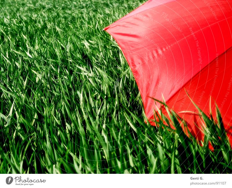 abgeschirmt charmant Sonnenschirm Schutzausrüstung Regenschirm rot Sommer Feld Kornfeld frisch mehrfarbig grün-rot Landwirtschaft Wind Halm Bewegung