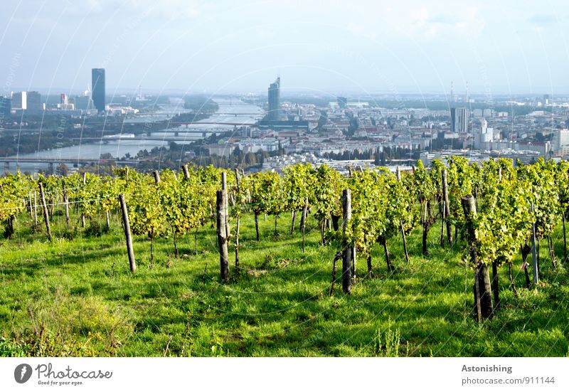 Blick auf Wien Umwelt Natur Landschaft Pflanze Luft Himmel Wolken Herbst Wetter Schönes Wetter Gras Sträucher Blatt Nutzpflanze Hügel Flussufer Donau Österreich