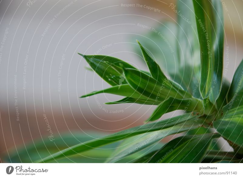 saftig grün Pflanze exotisch Palme klein Farbfoto Innenaufnahme Palmenwedel Grünpflanze Detailaufnahme Bildausschnitt Anschnitt Textfreiraum links Photosynthese