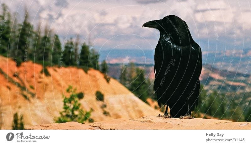 Ein Rabe... Vogel schwarz Krähe Wolken Rabenvögel Weizen Aussicht Schnabel böse Sommer Bryce Canyon USA sitzen Tod orange Bäume im Hintergrund