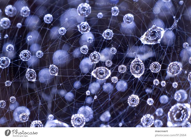 Im Spinnennetz Wassertropfen Tropfen Regen Regenwasser Netz Makroaufnahme Nahaufnahme Detailaufnahme Natur nass Licht Vernetzung Knotenpunkt natürlich