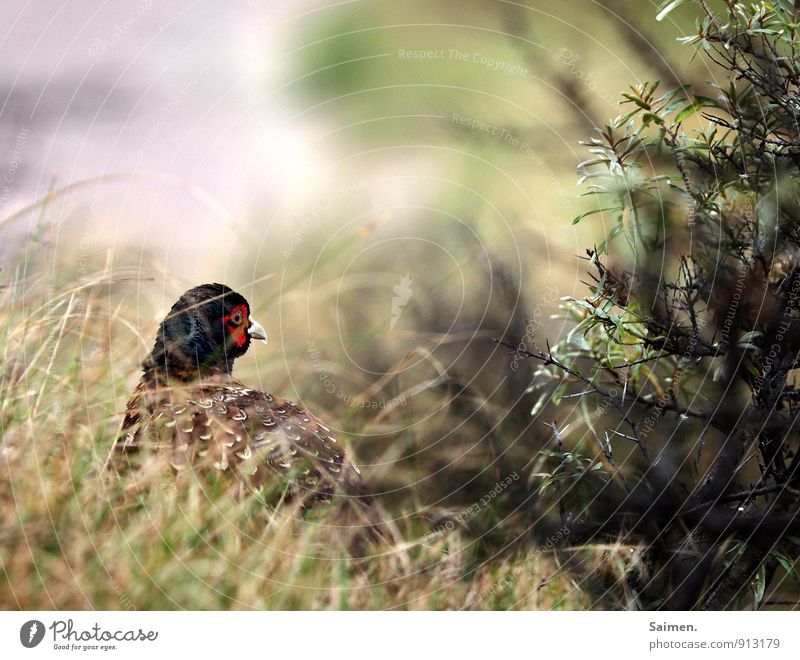 mmmmh... ich dacht da wär was rotes... Umwelt Natur Landschaft Pflanze Tier Wiese Wald Wildtier Vogel 1 Blick ästhetisch natürlich grün Fasan Fasanenartiger