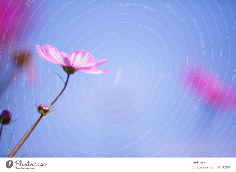 luftig zart Pflanze Himmel Wolkenloser Himmel Sommer Schönes Wetter Blume Blüte Schmuckkörbchen Kosmee weiss-rosa Garten Park Blühend leuchten träumen
