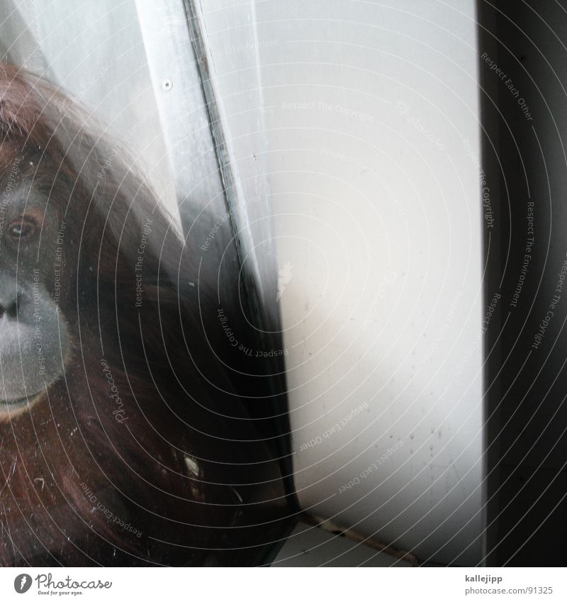 monkeybusiness Affen Zoo Tier schlafen Käfig Gitter Trauer gefangen Umweltschutz Lebewesen Show maskulin Fell hocken Menschenaffen Ehre honorig erhaben Afrika