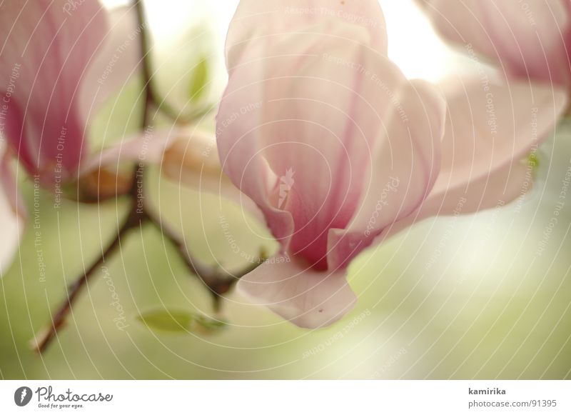 drachenschlund Blume Frühling Sommer Physik rot rosa Pflanze Wachstum gedeihen schön hässlich geschmeidig frisch essbar Baum Holz Blütenknospen Wärme