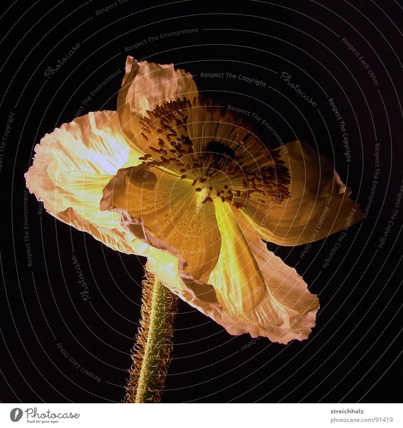 Nachtblume Farbfoto Nahaufnahme Makroaufnahme abstrakt Dämmerung Kunstlicht Schatten Lichterscheinung Sonnenaufgang Sonnenuntergang Totale Freude Glück Natur