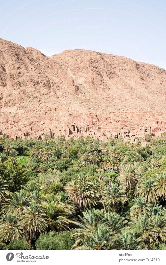 Oasis Natur Landschaft Sand Wolkenloser Himmel Schönes Wetter Baum Marokko Tourismus Ferien & Urlaub & Reisen Palme Oase Wüste Berge u. Gebirge kasbah Wärme