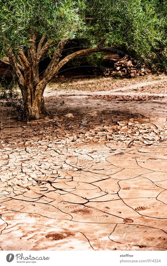 Durst Sommer Wärme Dürre Baum Marokko heiß trocken Arabien Afrika wassermangel Wasser Wüste durstig Farbfoto Außenaufnahme Menschenleer Textfreiraum unten