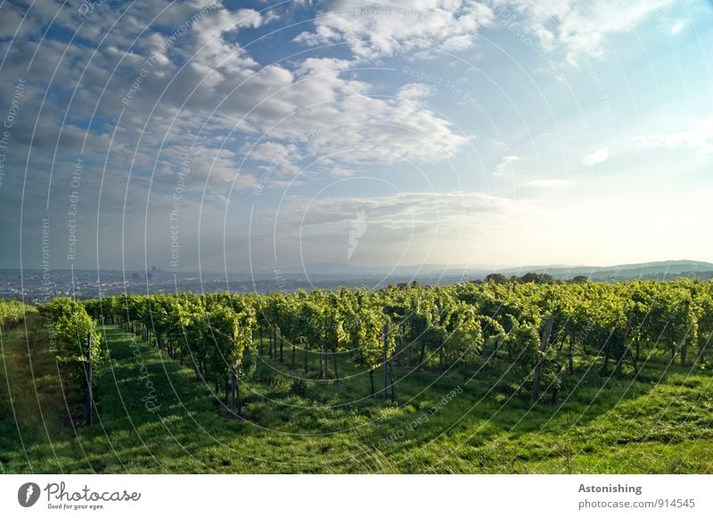 Weinbaugebiet vor Wien Umwelt Natur Landschaft Pflanze Luft Himmel Wolken Sonne Sonnenaufgang Sonnenuntergang Sonnenlicht Herbst Wetter Schönes Wetter Gras