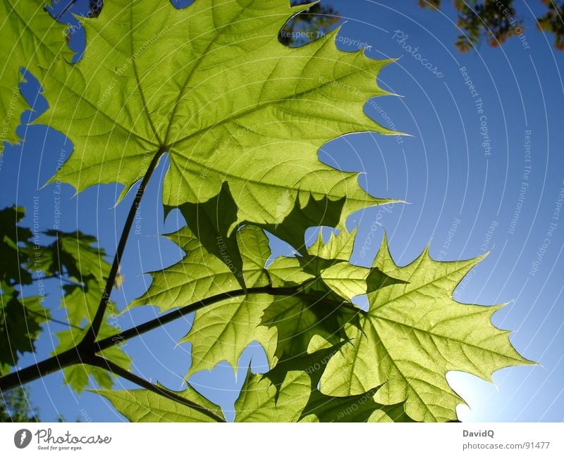 Jugendliche Blätter auf dem Sonnendeck Frühling Ahorn Spitzahorn Blatt Photosynthese Wachstum frisch durchscheinend Gefäße Potsdam Blick in den Himmel