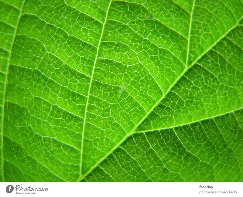 ::: Chlorophyll ::: Hintergrundbild Baum Romantik mehrfarbig nah Photosynthese reif grün Blatt Götter Pflanze hellgrün Gefäße Niedersachsen Urwald Botanik