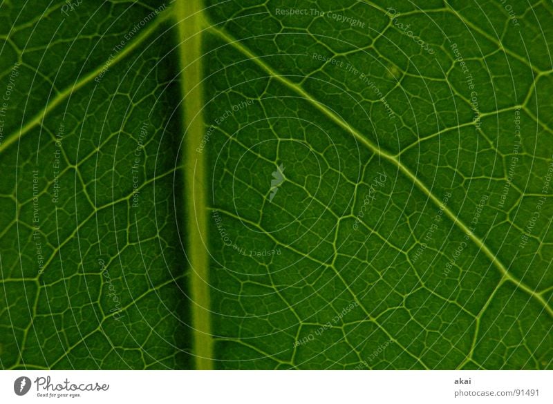 Das Blatt 3 Pflanze Urwald Wildnis grün Botanik Pflanzenteile Kletterpflanzen pflanzlich Umwelt Sträucher Gegenlicht Lorbeerkirsche Hintergrundbild Baum nah