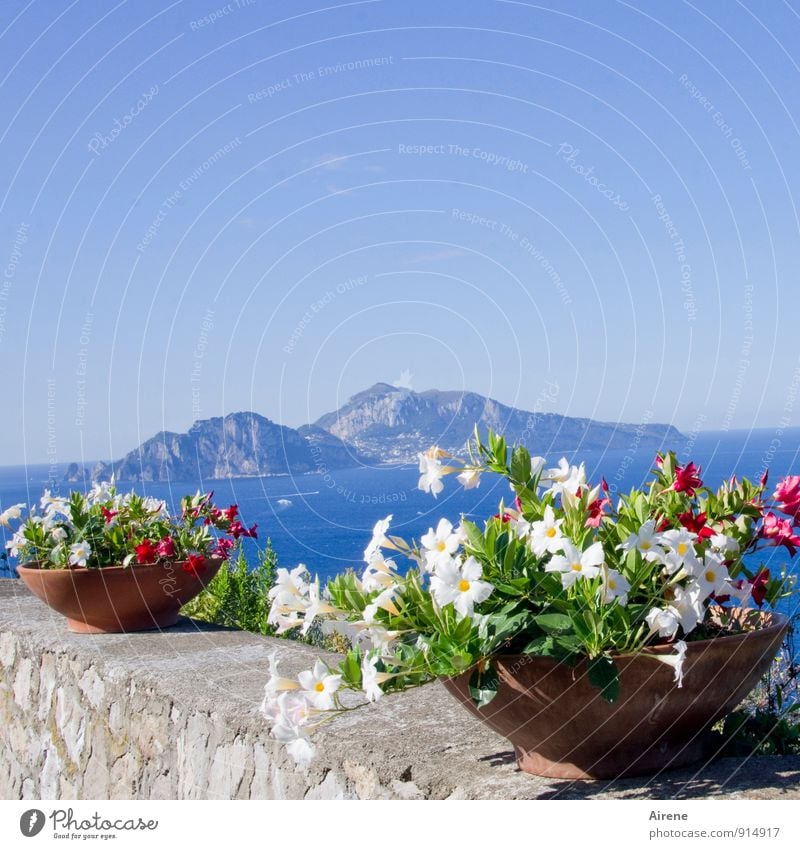 cartolina Pflanze Himmel Sommer Schönes Wetter Blume Topfpflanze Berge u. Gebirge Meer Mittelmeer Insel Capri Sorent Golf von Neapel Italien Campanien Mauer