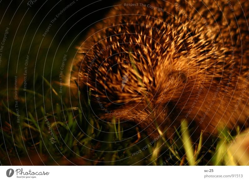 Igel in the night Nacht Wiese Nahaufnahme Gras Tier Säugetier focus Stachel