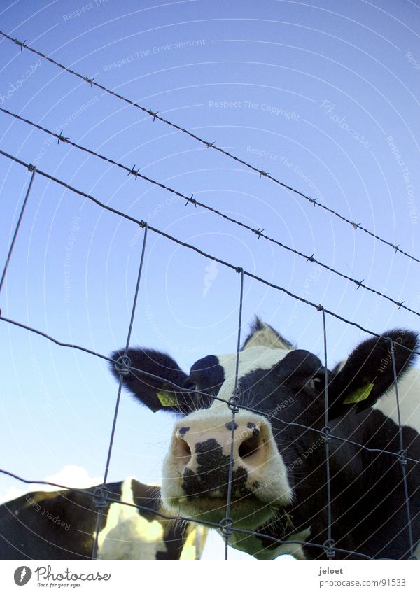 Kuh hinterm Zaun Trauer gefangen Bauernhof Tier Schnauze Draht Maschendrahtzaun Rind diagonal Unterdrückung Außenaufnahme Tierporträt Neugier Säugetier
