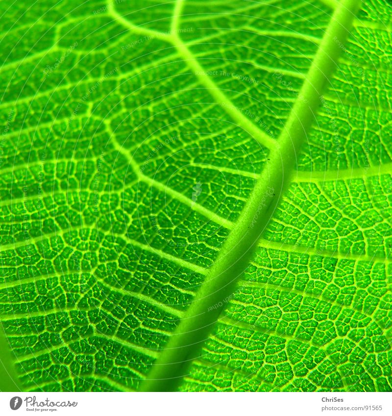 Feigenblatt Blatt grün Pflanze Frühling Blattgrün Baum Photosynthese Makroaufnahme Nahaufnahme Natur Stuktur ChriSes