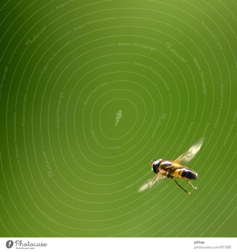 ...schweben in der Ecke Schwebfliege Insekt Schweben grün Frühling Sommer Garten Park Makroaufnahme Nahaufnahme Fliege fliegen Natur Flügel Beine
