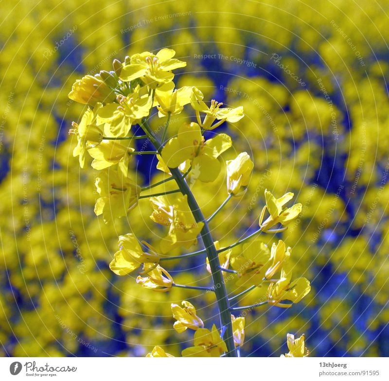 Rapslangeweile Feld Landwirtschaft Sommer gelb Blüte Blume Allergie Botanik Biologie Landschaft Pflanze Pollen